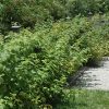 Heritage Raspberry #1 - Image 2
